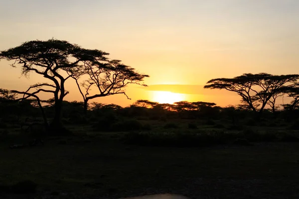 Ndutu Serenegti ve Ngorongoro Safari 2019 — Stok fotoğraf