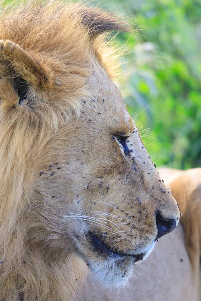 Ndutu Serenegti and Ngorongoro Safari 2019