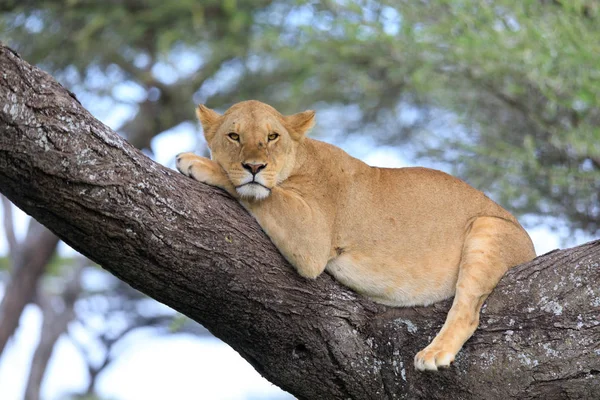 Ndutu serenegti und ngorongoro safari 2019 — Stockfoto