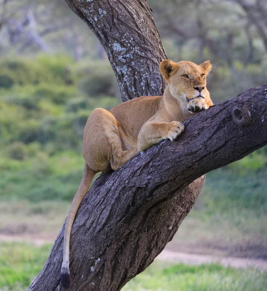 Ndutu serenegti und ngorongoro safari 2019 — Stockfoto