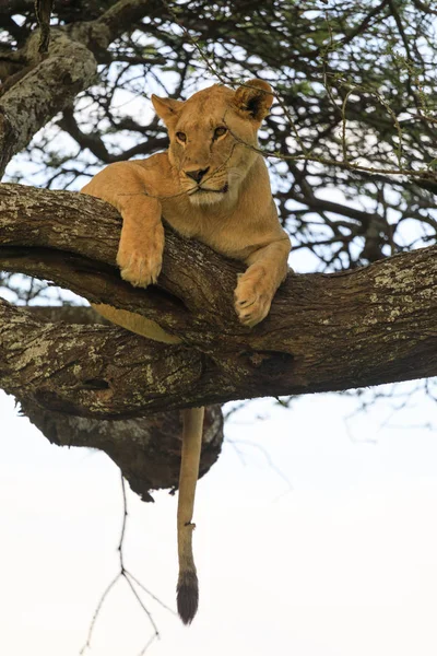 Ndutu Serenegti and Ngorongoro Safari 2019