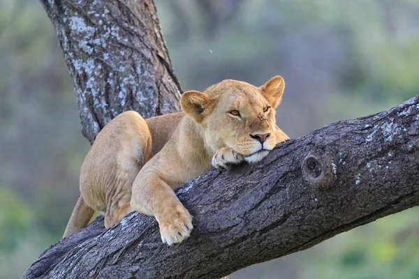 Ndutu Serenegti och Ngorongoro Safari 2019 — Stockfoto