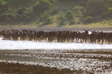 Ndutu Serenegti ve Ngorongoro Safari 2019