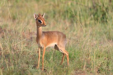 Ndutu Serenegti ve Ngorongoro Safari 2019