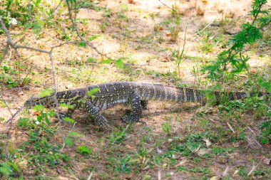 Bwindi aşılmaz Ulusal orman Kraliçe Elizabeth National Par