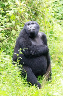Bwindi aşılmaz Ulusal orman Kraliçe Elizabeth National Par