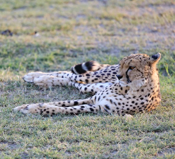 Ndutu Serenegti and Ngorongoro Safari 2019 — Stock Photo, Image