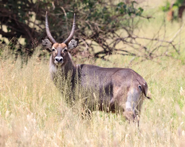 Ndutu Serenegti와 Ngorongoro 사파리 2019 — 스톡 사진