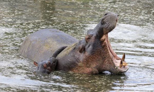 Ndutu serenegti 和 ngorongoro safari — 图库照片