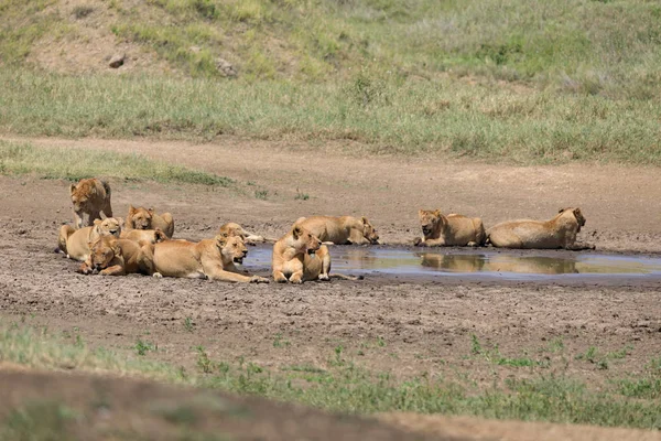 Ndutu Serenegti and Ngorongoro Safari 2019