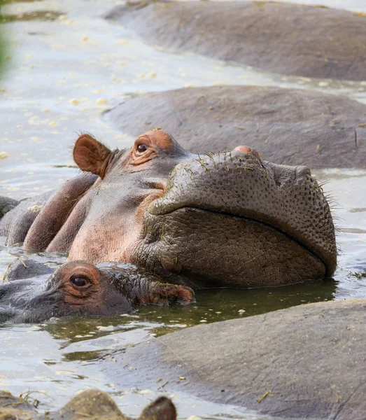 Ndutu serenegti und ngorongoro safari 2019 — Stockfoto