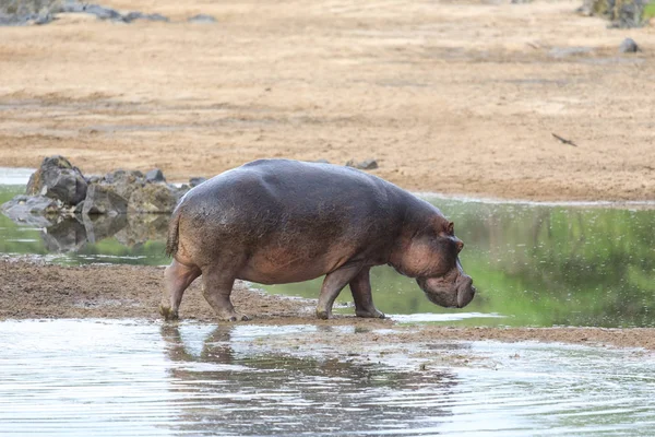 Ndutu Serenegti en Ngorongoro Safari 2019 — Stockfoto