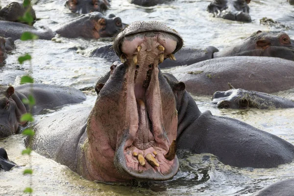 Ndutu Serenegti and Ngorongoro Safari 2019 — Stock Photo, Image