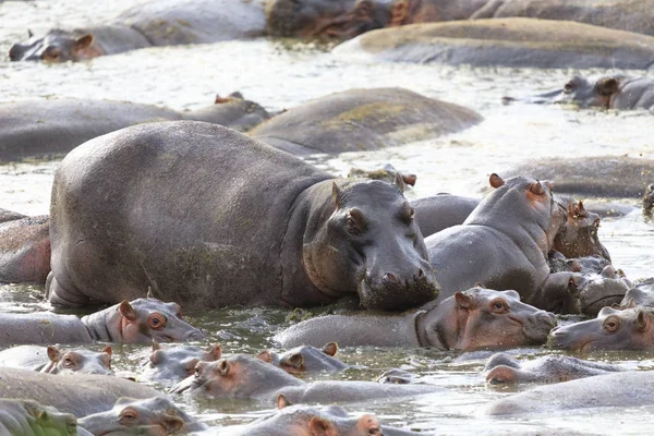 Ndutu Serenegti y Ngorongoro Safari 2019 —  Fotos de Stock