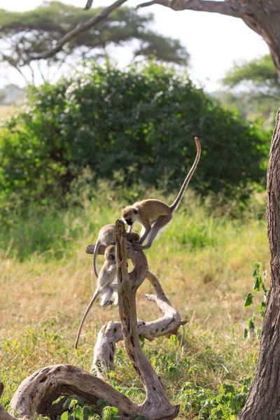 Ndutu Serenegti y Ngorongoro Safari 2019 — Foto de Stock