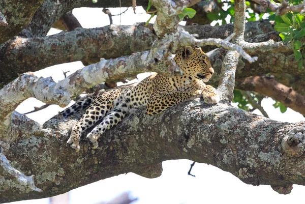 Ndutu Serenegti en Ngorongoro Safari 2019 — Stockfoto