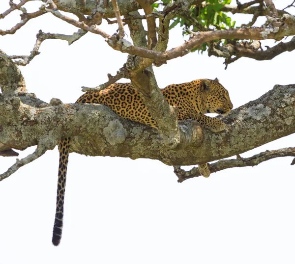 Ndutu Serenegti en Ngorongoro Safari 2019 — Stockfoto