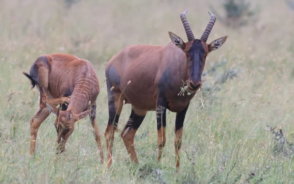 SOPA Serenegti a Ngorongoro Safari 2019 — Stock fotografie