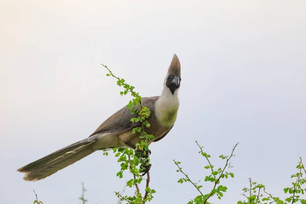 Ndutu Serenegti i Ngorongoro Safari 2019 — Zdjęcie stockowe