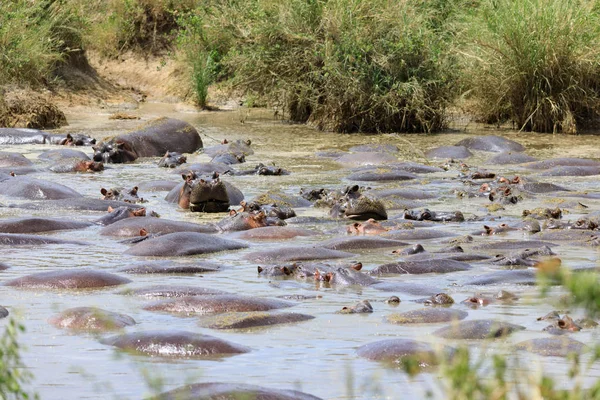 Ndutu serenegti 和 ngorongoro safari — 图库照片