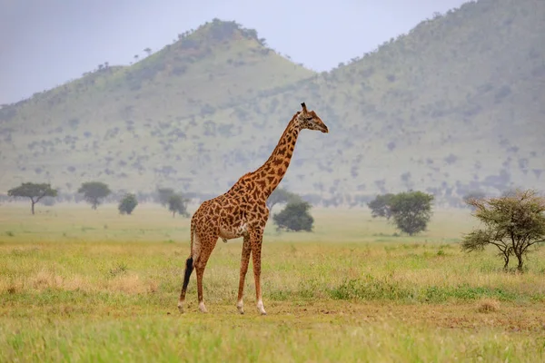 Ndutu Serenegti e Ngorongoro Safari 2019 — Foto Stock