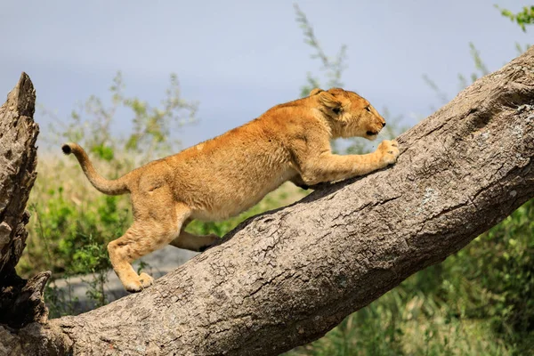 Ndutu Serenegti och Ngorongoro Safari 2019 — Stockfoto