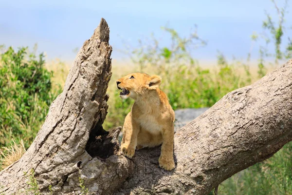 Ndutu Serenegti och Ngorongoro Safari 2019 — Stockfoto
