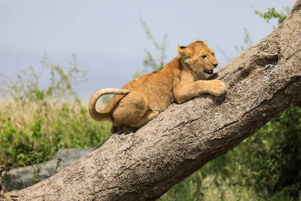 Ndutu serenegti und ngorongoro safari 2019 — Stockfoto