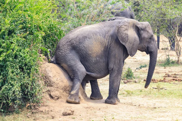 Bwindi aşılmaz Ulusal orman Kraliçe Elizabeth National Par — Stok fotoğraf