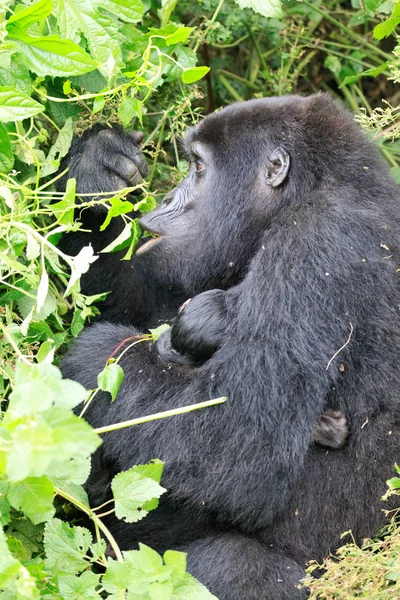 Bwindi Impenetrable Bosque Nacional Reina Elizabeth National Par — Foto de Stock