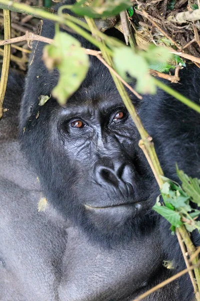 Bwindi Impenetrable Bosque Nacional Reina Elizabeth National Par — Foto de Stock