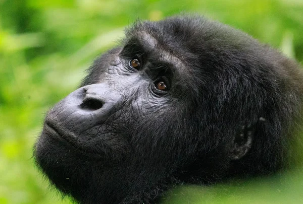 Bwindi Impenetrable Bosque Nacional Reina Elizabeth National Par — Foto de Stock