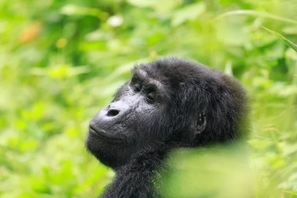 Bwindi Impenetrable Bosque Nacional Reina Elizabeth National Par — Foto de Stock