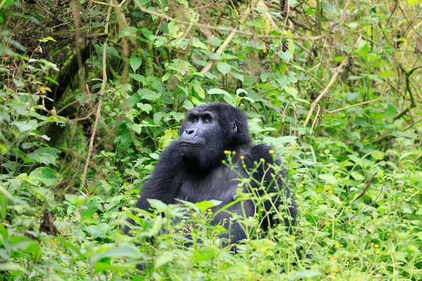 Bwindi Impenetrable Bosque Nacional Reina Elizabeth National Par — Foto de Stock