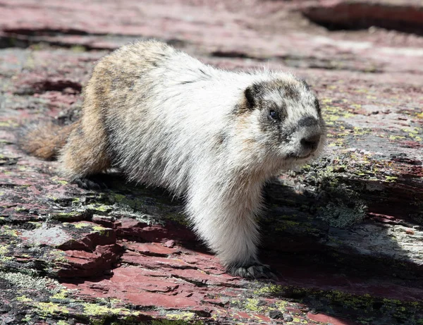 Marmott, Vida Silvestre en Glaciar — Foto de Stock