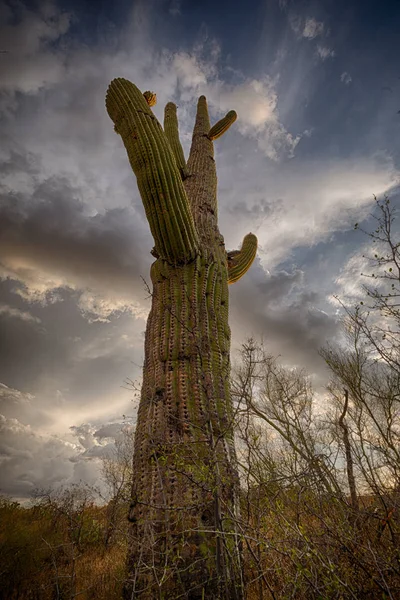 Kaktus sunsett und saguaro — Stockfoto