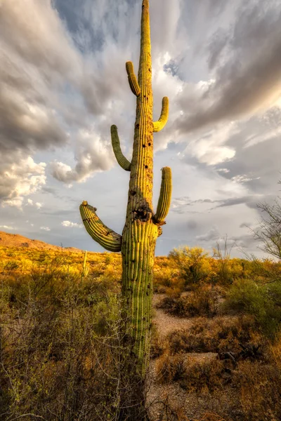 Cactus Sunsett and Saguaro — стокове фото