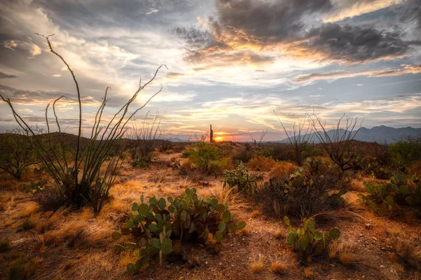 Kaktus Sunsett a Saguaro — Stock fotografie