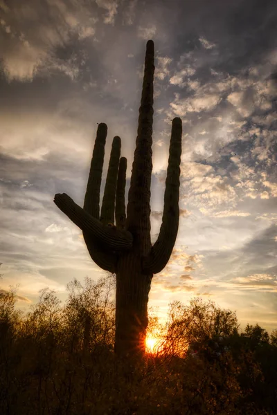 Cactus Sunset y Saguaro — Foto de Stock