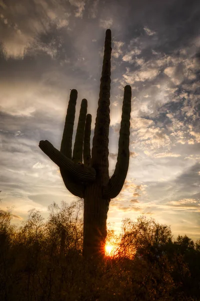 Cactus Sunsett and Saguaro — стокове фото