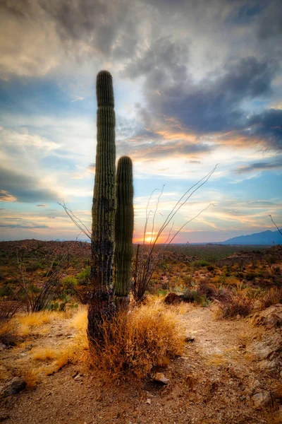 Kaktus sunsett und saguaro — Stockfoto