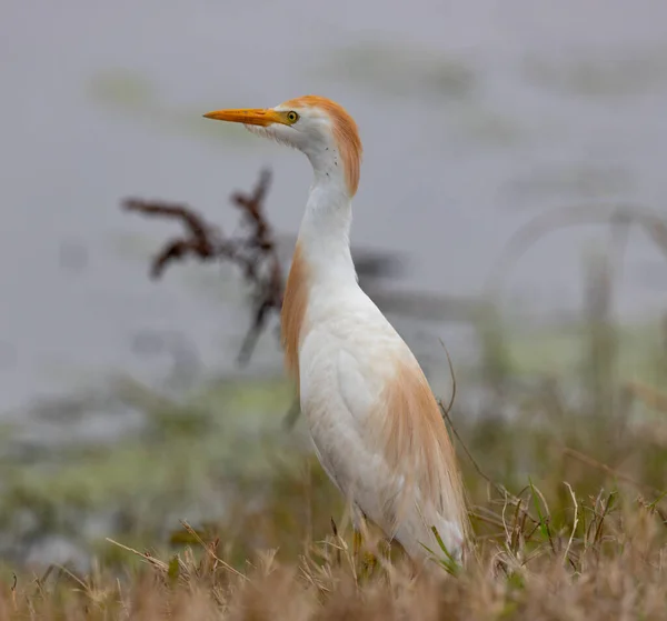 National Wildlife Refuge Oost Texas Vogels Aligators Prarie Land — Stockfoto