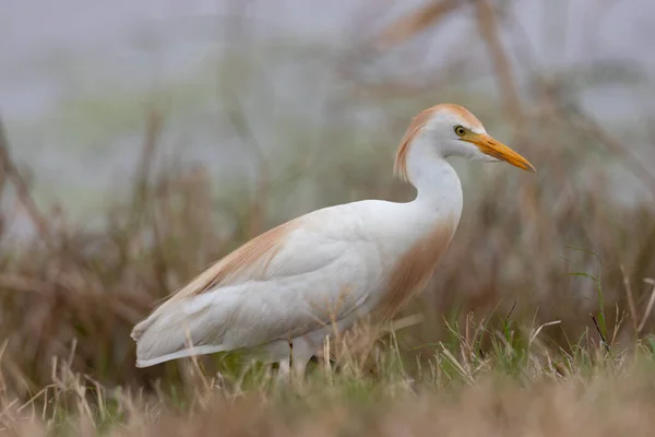 National Wildlife Refuge Östra Texas Fåglar Ligatorer Och Prarie Land — Stockfoto