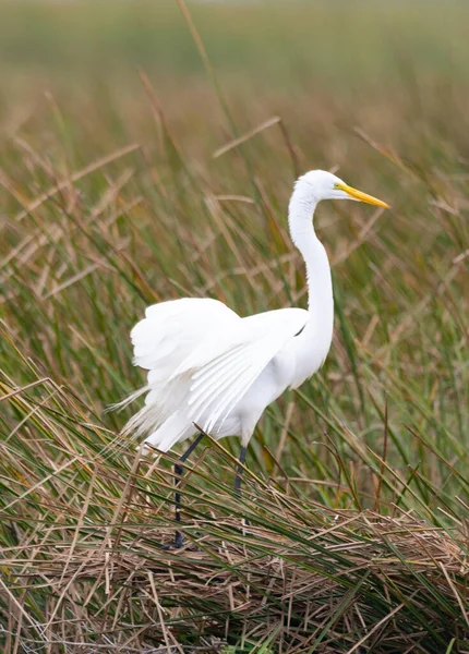 National Wildlife Refuge Östra Texas Fåglar Ligatorer Och Prarie Land — Stockfoto