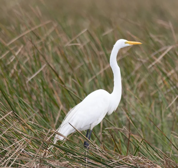 National Wildlife Refuge Östra Texas Fåglar Ligatorer Och Prarie Land — Stockfoto