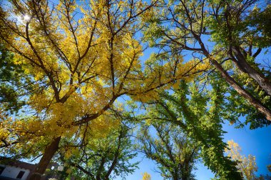Santa Fe Şehir Merkezi