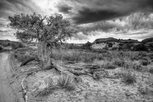 Národní Park Arches Utahu Národní Park Canyonlands Grand View Points — Stock fotografie