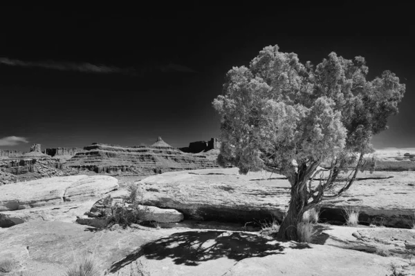 Národní Park Arches Utahu Národní Park Canyonlands Grand View Points — Stock fotografie