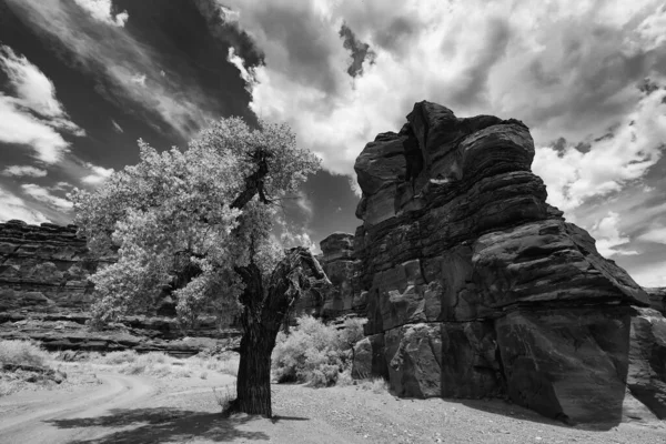 Národní Park Arches Utahu Národní Park Canyonlands Grand View Points — Stock fotografie