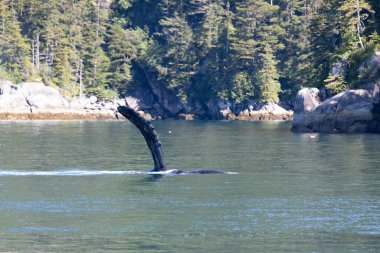 Balinalar, Susamurları, Deniz Aslanları, Martılar, Kel Kartallar, Seward, Seals, Puffins, Homer, Alaska